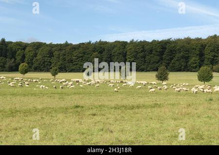 Schafe, Schafherde Stockfoto