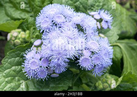 Leberbalsam, Ageratum houstianum, Stockfoto