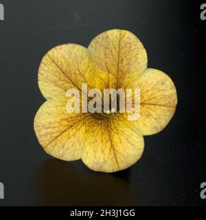 Petunien, Pitunia, Calibrachoa, Stockfoto