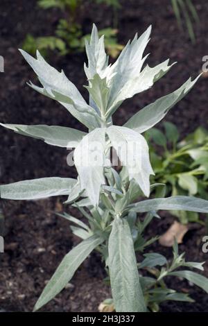 Silberraute, Artemisia, Ludoviciana, Valerie, Finnis, Stockfoto