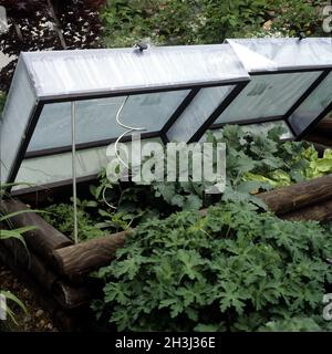 Obstbeet, Garten, Stockfoto