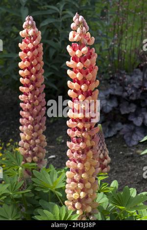 Lupine, Lupinus Angustifolius, Stockfoto