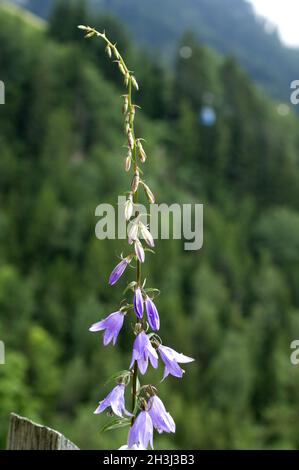 Rapunzel-Glockenblume, Campanula, Rapunculus Stockfoto