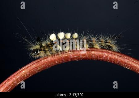 Schlehpinsel-Motte, Orgyia antiqua, Stockfoto