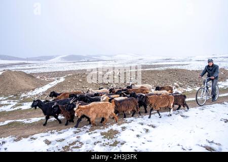 Ein Sherd begibt sich mit einem Fahrrad auf eine Strecke in Qoratosh, Usbekistan, um seine Ziegenherde zu hüten Stockfoto