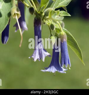 Australischer Glockenbusch, Acnistus arborescens Stockfoto