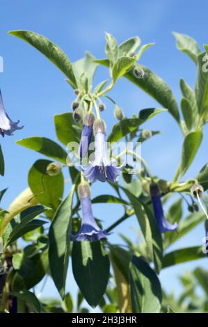 Australischer Glockenbusch, Acnistus arborescens Stockfoto