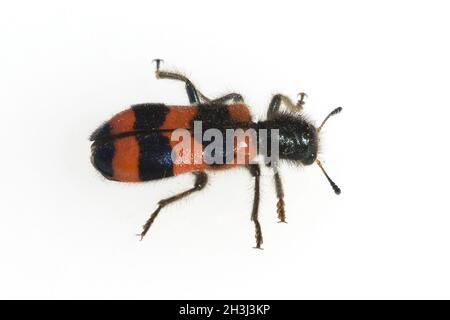 Bienenwolf, CLERIDAE, Buntkäfer, Trichodes alvearius Stockfoto