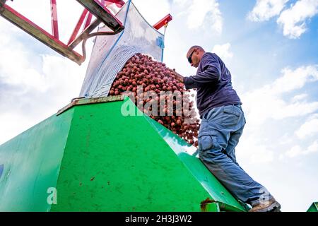 Laden von Kartoffeln in einen Behälter im Kibbuz Yad Mordechai in der Region Hof Ashkelon, Südisrael Stockfoto