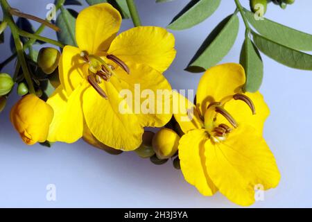 Deutsch-Senna, Cassia Senna, Stockfoto