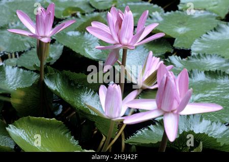 Seerose, Nymphaea Stockfoto