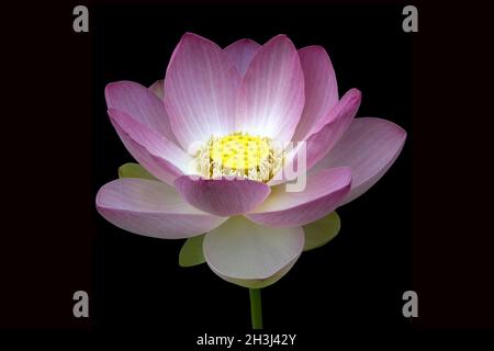 Lotusblume; Indische; Lotus nucifera Stockfoto