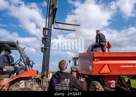 Verladung von Kartoffeln in einen Behälter im Kibbuz Yad Mordechai in der Region Hof Ashkelon, Südisrael Stockfoto