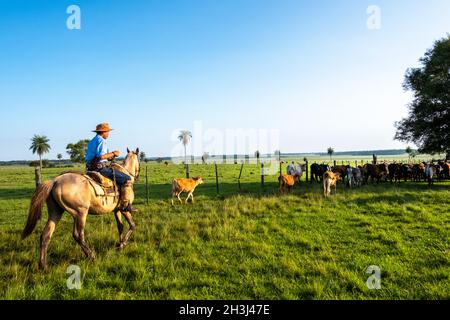 Ein Gaucho, der Rinder auf einer Ranch in Santiago, Paraguay, hütet Stockfoto