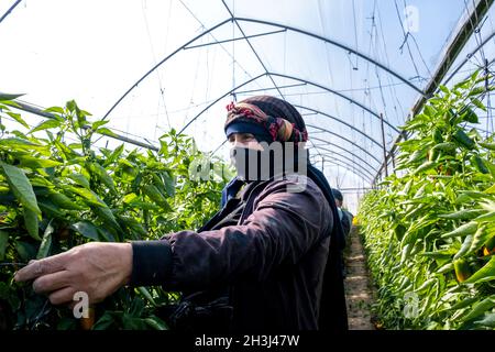 Eine beduinenfrau, die in einem heißen Haus auf dem Alumim-Kibbuz in der negev-Wüste im Süden Israels arbeitet Stockfoto
