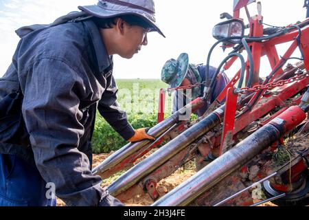 Arbeiter aus Thailand, die mit Maschinen auf dem Alumim Kubbbutz in der negev-Wüste im Süden Israels arbeiten Stockfoto