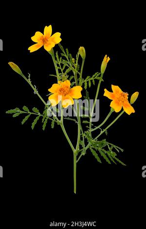 Würzige Tagetes; Tagetes tenuifolia Stockfoto