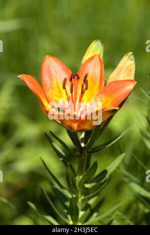 Feuerlilie; Feuerlilie; Lilium bulbiferum, Stockfoto
