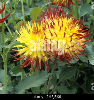 Jessica; Kaktus Dahlia; dekorativ; Dahlia; Stockfoto