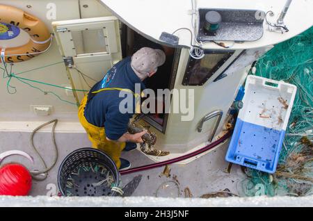 Bretagne, Frankreich. August 2017. Der traditionelle französische Fischer sah, wie er Hummer und Krabben aus seinen Netzen nahm, nachdem er auf der Insel sein gefischt hatte. Frankreich droht dem Vereinigten Königreich mit Vergeltung in seinem Streit um die Fangquoten. Die französischen Fischer fordern, dass die britische Regierung ihre Verpflichtungen einhält, Zugang zu britischen Gewässern zu gewähren, die im Rahmen des Brexit verhandelt wurden. (Foto: Laurent Coust/SOPA Images/Sipa USA) Quelle: SIPA USA/Alamy Live News Stockfoto