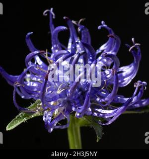 Hemispherical Rapunzel; Phyteuma hemisphaericum Stockfoto