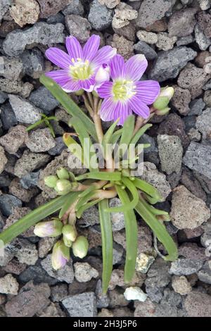 Bitterwurz Lewisia cotyledon Stockfoto