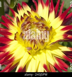 Kaktus Dahlia Dahlia, Jessica Stockfoto