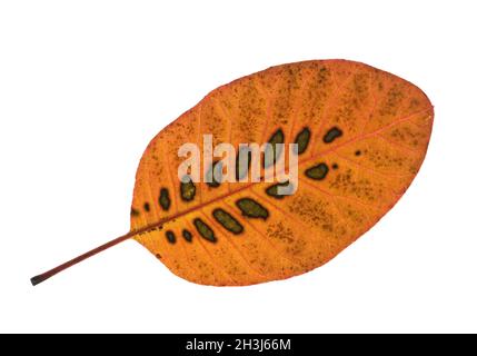 Periwinkle Strauch, Cotinus, coggygria, Herbstlaub, Stockfoto