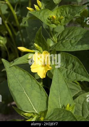 Wundersame Blume; Mirabilis jalapa Stockfoto