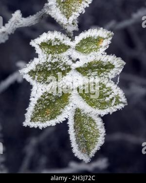 Hagebutten; Reif; Stockfoto