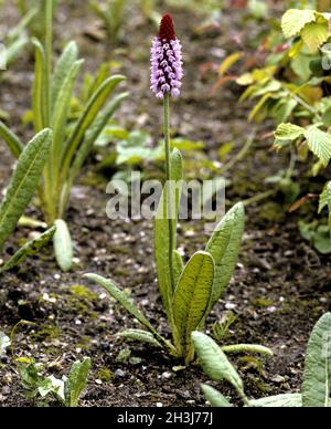 Orchideenprimel; Primula Vialii; Stockfoto