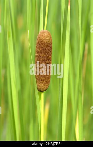 Schmal-blättriger Farnbaum; Typha angustifolia, Stockfoto