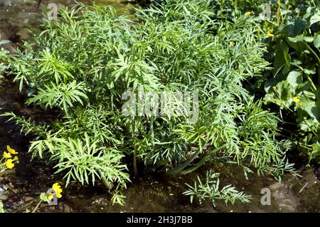 Wasserhämmlock; Cicuta virosa, giftige Pflanze Stockfoto