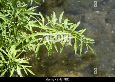 Wasserhämmlock; Cicuta virosa, giftige Pflanze Stockfoto
