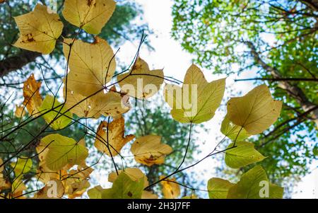 Gestreifter Ahorn (Acer pensylvanicum) - ein unterirdisches Baldachin in Herbstfarben, in einem Eichen-Hickory-Wald mit weißen Kiefern gemischt. Moore State Park, MA, USA Stockfoto