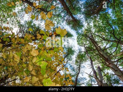 Gestreifter Ahorn (Acer pensylvanicum) - ein unterirdisches Baldachin in Herbstfarben, in einem Eichen-Hickory-Wald mit weißen Kiefern gemischt. Moore State Park, MA, USA Stockfoto