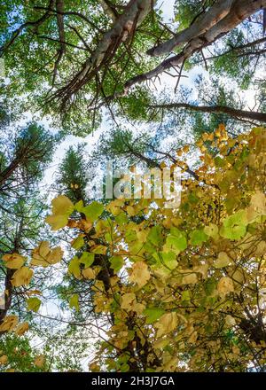 Gestreifter Ahorn (Acer pensylvanicum) - ein unterirdisches Baldachin in Herbstfarben, in einem Eichen-Hickory-Wald mit weißen Kiefern gemischt. Moore State Park, MA, USA Stockfoto