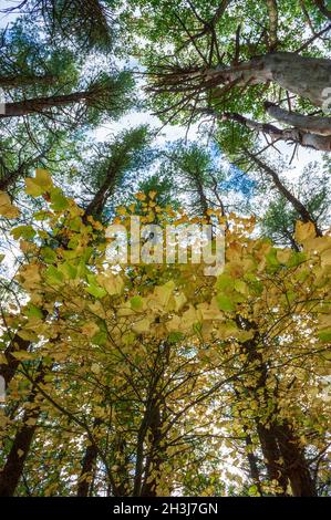 Gestreifter Ahorn (Acer pensylvanicum) - ein unterirdisches Baldachin in Herbstfarben, in einem Eichen-Hickory-Wald mit weißen Kiefern gemischt. Moore State Park, MA, USA Stockfoto