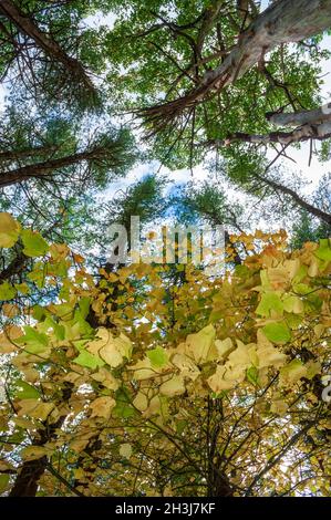 Gestreifter Ahorn (Acer pensylvanicum) - ein unterirdisches Baldachin in Herbstfarben, in einem Eichen-Hickory-Wald mit weißen Kiefern gemischt. Moore State Park, MA, USA Stockfoto