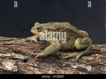 Kröte, Bufo Bufo, Erdkröte, Stockfoto