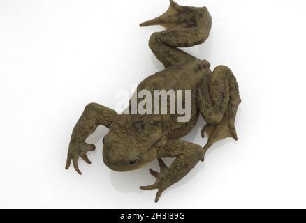 Kröte, Bufo Bufo, Erdkröte, Stockfoto