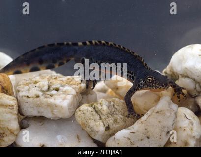 Alpenmolch, Ichthyosaura alpestris Stockfoto