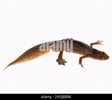 Alpenmolch, Ichthyosaura alpestris, weiblich Stockfoto