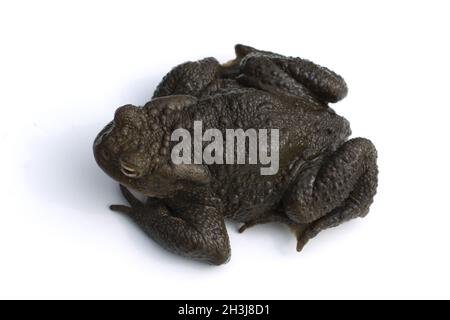 Kröte, Bufo Bufo, Erdkröte, Stockfoto