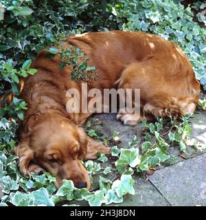 Cocker, Spaniel, Red, Cocker Spaniel, Stockfoto