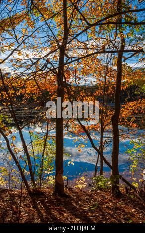 Schwarze Gummibäume (Nyssa sylvatica) an einem See, mit Herbstlaub in hellen Orangentönen. Eames Pond, Moore State Park, Paxton, MA, USA Stockfoto