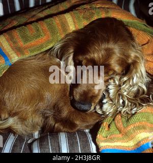 Cocker, Spaniel, Red, Cocker Spaniel, Stockfoto