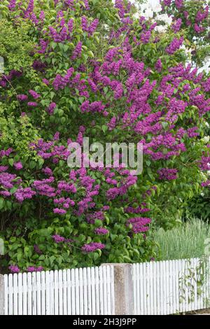 Garten-Flieder, Flieder, Blüten, Blüten, blühend, Gemeiner Flieder, Gartenflieder, Syringa vulgaris, Gemeine Flieder, Französische Flieder, Le lilas commun, lilas Stockfoto