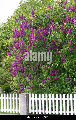 Garten-Flieder, Flieder, Blüten, Blüten, blühend, Gemeiner Flieder, Gartenflieder, Syringa vulgaris, Gemeine Flieder, Französische Flieder, Le lilas commun, lilas Stockfoto