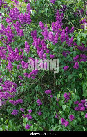 Garten-Flieder, Flieder, Blüten, Blüten, blühend, Gemeiner Flieder, Gartenflieder, Syringa vulgaris, Gemeine Flieder, Französische Flieder, Le lilas commun, lilas Stockfoto